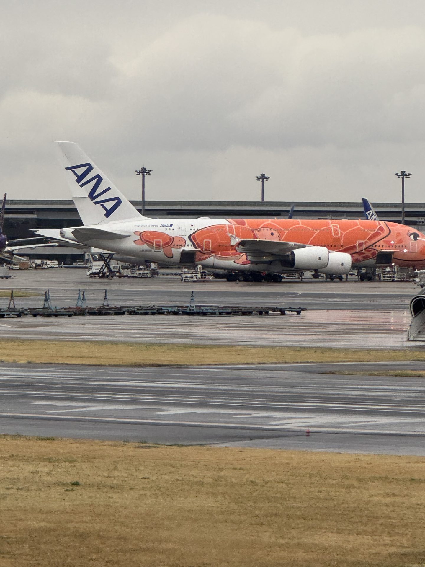 Airbus A380 ANA Flying Honu w pomarańczowym malowaniu przedstawiającym żółwia morskiego na płycie lotniska Narita