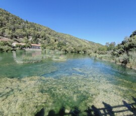 Krka – rzeka w parku narodowym Krystalicznie czysta rzeka Krka w Parku Narodowym Krka