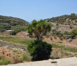 Malta – krajobraz z palmą Maltański krajobraz z palmą i tarasowymi polami
