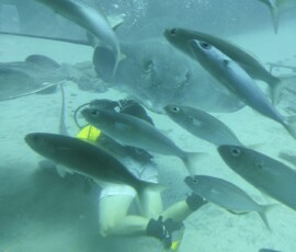 Nurkowanie – płetwonurek, płaszczka i ryby Płetwonurek w żółtej kamizelce obok płaszczki i ławicy ryb na dnie oceanu przy Teneryfie