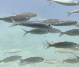 Ławica ryb widziana przez szybę łodzi podwodnej Ławica srebrzystych ryb pływająca nad piaszczystym dnem oceanu widziana przez szybę łodzi podwodnej