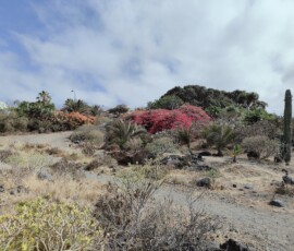 Puerto de la Cruz – bugenwille, kaktusy i drzewo smocze Suchy krajobraz z kwitnącymi bugenwillami, kaktusami i drzewem smoczym przy wybrzeżu Puerto de la Cruz