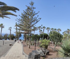 Puerto de la Cruz – promenada z palmami i kaktusami Nadmorska promenada Puerto de la Cruz z palmami, drzewami kauaryjskimi i kaktusami przy czarnej plaży