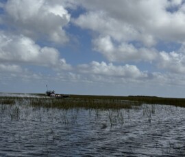 Everglades – łódź airboat na bagnach Łódź airboat pędząca przez trawy na bagnach Everglades na Florydzie