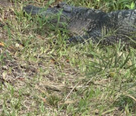 Everglades – krokodyl w trawie Krokodyl ukryty w trawie na terenie Everglades na Florydzie