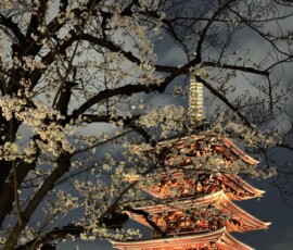 Pagoda Senso-ji i sakura nocą Podświetlona pięciopiętrowa pagoda Senso-ji w ramie kwitnących wiśni nocą