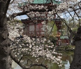 Sakura nad stawem w Ueno Gałęzie wiśni nad wodą z czerwoną pagodą Bentendo w tle w parku Ueno