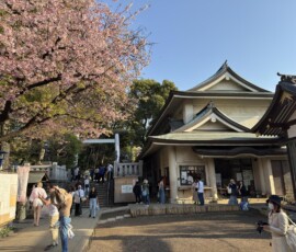 Sakura i sanktuarium w Ueno Kwitnące drzewa wiśni przy sanktuarium w parku Ueno
