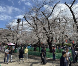 Kwitnące wiśnie i tłum w parku Yoyogi Kwitnące drzewa wiśni z tłumem spacerujących w parku Yoyogi w Tokio