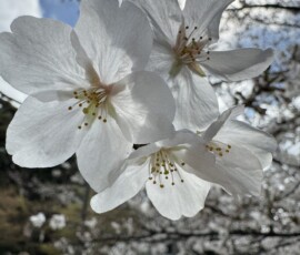 Kwiaty wiśni z bliska – park Yoyogi Białe kwiaty wiśni sfotografowane z bliska w parku Yoyogi w Tokio