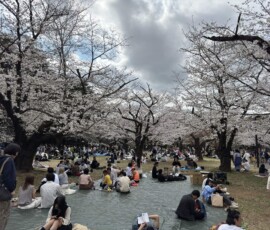 Hanami – piknik pod wiśniami w Yoyogi Tłum ludzi siedzących na kocach pod kwitnącymi wiśniami podczas hanami w Yoyogi