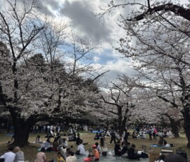 Hanami w parku Yoyogi – widok ogólny Rozciągający się w dal widok na piknik hanami pod wiśniami w Yoyogi