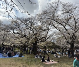 Hanami w parku Yoyogi – kwitnące drzewa Kwitnące drzewa wiśni z piknikiem hanami w parku Yoyogi w Tokio