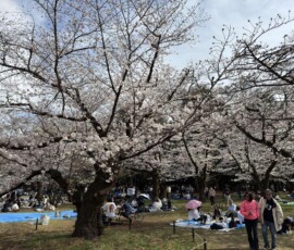 Hanami w parku Yoyogi – wiosenny nastrój Atmosfera święta kwitnienia wiśni podczas hanami w parku Yoyogi w Tokio