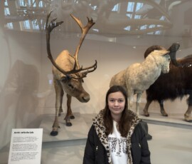 Marianna przy wypchanym reniferze w Natural History Museum Marianna stojąca przy ekspozycji wypchanego renifera i owicy w sali arktycznych zwierząt kopytnych