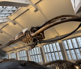 Natural History Museum – szkielet wieloryba biskajskiego Szkielet wieloryba biskajskiego z charakterystyczną wygiętą kością szczęki w sali wielorybów