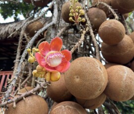 Krabi – drzewo armatnie z owocami i kwiatem Wielkie okrągłe owoce i różowy kwiat drzewa armatniego (Cannon Ball Tree) w Krabi