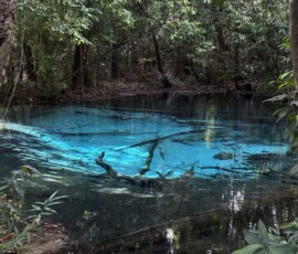 Krabi – Emerald Pool – turkusowe źródło w dżungli Intensywnie niebieski i turkusowy basen naturalny Sra Morakot (Emerald Pool) otoczony dżunglą