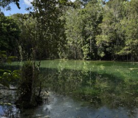 Krabi – Emerald Pool – zielony staw w lesie Spokojny zielony staw z refleksami drzew – część kompleksu Emerald Pool w Krabi