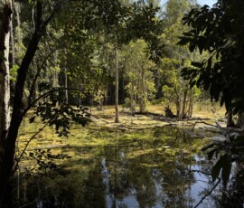 Krabi – Emerald Pool – leśny staw z odbiciami Cichy leśny staw z doskonałymi odbiciami drzew na tafli wody w okolicach Emerald Pool