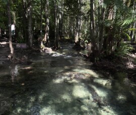Krabi – Hot Springs – strumień przez las Krystalicznie czysty ciepły strumień płynący po kamieniach przez namorzynowy las w Krabi
