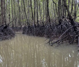 Krabi – namorzynia z gęstymi korzeniami w wodzie Gęste korzenie namorzyn odbijające się w brązowej wodzie zatoki Krabi