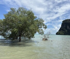 Krabi – namorzyny i skała karst na plaży Namorzynowe drzewa stojące w przybrzeżnych wodach z charakterystyczną skałą karst w tle