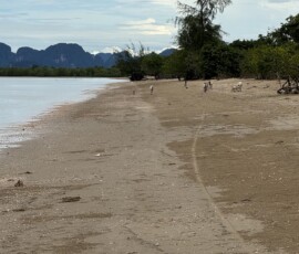 Krabi – dzika plaża z kozami i skałami karst Puste wybrzeże Krabi z grupką kóz i widokiem na skały karst