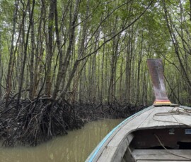 Krabi – rejs łódką longtail przez namorzynia Widok z dziobu drewnianej łódki longtail płynącej przez tunelowy las namorzynowy w Krabi