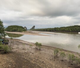 Krabi – rzeka przez namorzynowy las Spokojna rzeka z widokiem na namorzynowy las i skałę karst w tle w Krabi