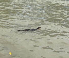 Krabi – waran pływający w morzu Duży waran wodny płynący przez spokojne muliste wody zatoki w Krabi