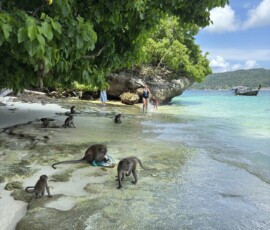 Phi Phi – małpy na plaży (Monkey Beach) Stado makaków jedzących na piaszczystej plaży Phi Phi z turkusową wodą w tle
