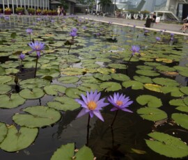 Lilie wodne w Gardens by the Bay Staw z fioletowymi liliami wodnymi i panorama Singapuru